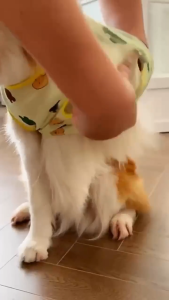 Áo ba lỗ cho Chó Mèo bằng vải lưới mịn thoáng mát (Link 2 form nhỏ) - Hara Pet Store