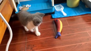 Đồ chơi Mèo cá sọc cá thu đao sắc màu nhồi bông kèm cỏ catnip - Love Pets Shop