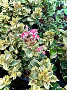 ต้น เข็มไต้หวัน ต้นเข็มใบด่าง  เข็มเศรษฐี ไม้ดอก ไม้ประดับ