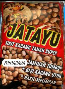 1kg BENIH KACANG TANAH VARIETAS GAJAH KUALITAS SUPER SIAP TANAM