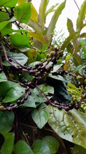 Buah Angkung Segar Asli Obat Herbal Strok  & Darah Tinggi 150 Biji