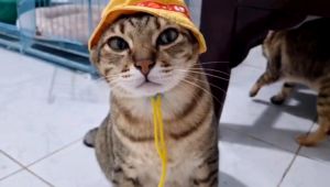 Cần Câu Cho Mèo Dây Thép Dành Cho Mèo - Đồ Chơi Mèo - Đồ Chơi Cho Chó