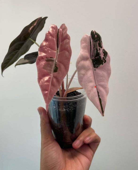 Alocasia chantrieri pink /アロカシア シャントリエリ③