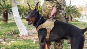 Tactical Dog Harness Pet Doberman Pinscher Pet Training Vest Dog Harness for Small Medium Large Dogs Explosion Proof