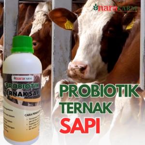 Probiotik Pencernaan Sapi: Vitamin Penggemuk & Mineral Penting