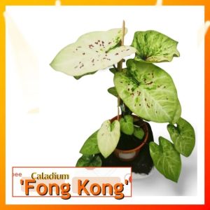 Caladium Thai Hybrid : Fong Kong [Caladium Plants-Pokok Keladi /Indoor Plant/Real Live Plant]