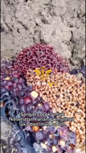 Madu Klanceng Asli 100% Murni Lebah Trigona Liar Sumatera - Madu Propolis Royal Klanceng SumateraBee