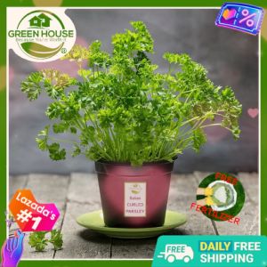 Green House® - Italian Curly Parsley Seeds for Planting Vegetable Plants (30 Seed) Planting Instruction for curled Plant