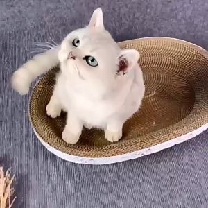 ที่ลับเล็บแมว รูปอ่าง ที่ฝนเล็บแมว ของเล่นแมว เป็นที่นอนแมวไปในตัว แผ่นลับเล็บ ที่ฝนเล็บสัตว์เลี้ยง