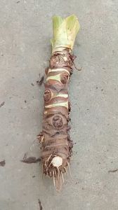 cây bạc hà núi cao 50cm trồng kiểng