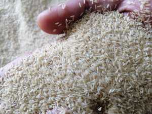 Telur Jangkrik Alam Sliring 250gram