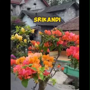Bibit Bunga Kertas Bugenvil Srikandi ORIAN / Bougenville Srikandi Bunga Gradasi Super Unggulan