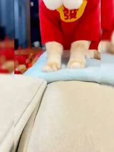 nón lân sư - múa lân đi chúc tết 2026 dành cho chó mèo - T3 PETS SHOP