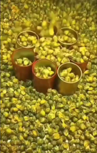 Chrysanthemum Camellia Tea ดอกเบญจมาศ Hangbaiju แห้ง Gongju ชาดอกเบญจมาศจีน เจ้อเจียง Tongxiang ดอกเบญจมาศ菊花茶 花茶 胎菊 浙江桐乡胎菊