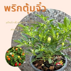 ต้นพริกตุ้มจิ๋ว ติดเม็ดพริกแล้ว ส่งพร้อมกระถาง 6 นิ้ว ผักสวนครัว ผักสวนครัวปลูกง่าย ผักสวนครัวพร้อมปลูก ผักออร์แกนิก