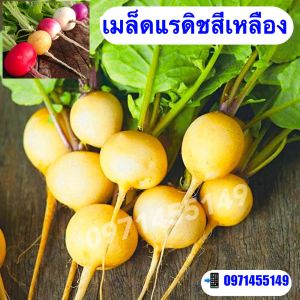 แรดิชสีเหลืองทอง golden helios radish สายพันธุ์ F1 บรรจุ : 800 เมล็ด