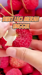 Terlaris JUAL BIBIT BUAH LECI MERAH  rimbun terbaik