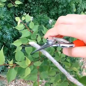 Pruning Shears Gardening Tools Garden Scissors Tree Cutter Branch Prune Pemotong Dahan Gunting Pokok Bunga