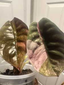 Pink Sectional & Mint Variegated Alocasia Cupreaขายแบบไข่เพาะชำส่งชำในถ้วยอบอย่างดี