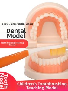Early Education Teeth Model