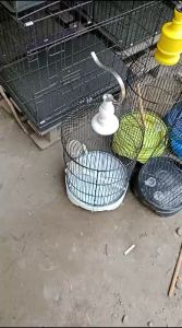 sangkar kandang burung pleci r24 premium