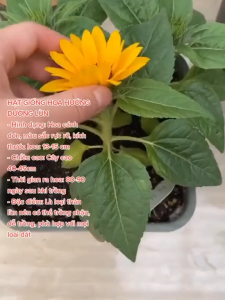 Hạt giống hoa hướng dương lùn vàng - gói 30 hạt