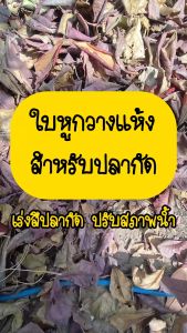 เทพไรแดง888 พร้อมส่ง ใบหูกวาง เกรดA+++ ใบหูกวางตากแห้ง  คัดใบสวยเต็มใบ  เร่งสีปลากัด ช่วยให้ปลากัดสวยงามขึ้น ปรับสภาพน้ำ Rtw673