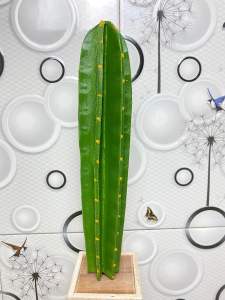 Kaktus koboy artifisial hrg perbatang