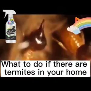 Death on contact DPP Termite spray killing termites  spray killing termites Anay termit killer for wood termite
