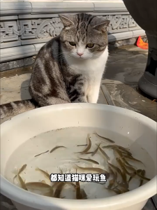 đồ chơi thú bông cá quẩy đuôi cho mèo - T3 PETS SHOP