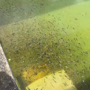 Premium Guppy x4 (2 Male+ 2 Female)