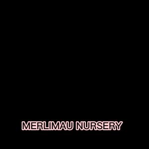 [Merlimau Nursery] Sansevieria Laurentii / Sansevieria Superba Zeylanica Family Air Purifying Plant 长叶金边虎皮兰 / 短叶金边虎皮兰