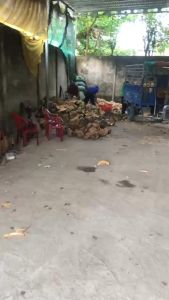 COMBO 5 Chậu Vỏ dừa khô còn nguyên vỏ  Mai huy since 2008