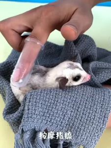 Sugar Glider Finger Brush Sugar Glider Finger Comb