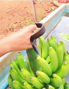 Alat sisir buah pisang tajam N kuat