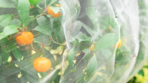 Anti Insect Pest Fly Net 60 Mesh Thickened Agricultural Breeding Garden Crop 10M Plant Protection Cover Netting Plant Protective Net Insect Bird Net Barrier Blind Mesh For Protect Your Plant Fruits Flower