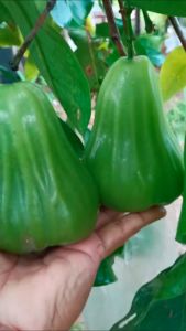 Bibit Jambu Madu Super Green Hasil Okulasi Cepat Berbuah