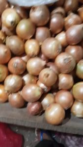 Bawang BOMBAY - 1 Kg - LPJ