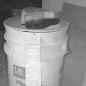 【Excluding Barrels】High Qulity Reusable 🐭Rat Catching🐭 Mice Mouse Trap Bait Spring Rodent Catcher Pest Control Mouse Trap for Big Rat & Mouse Trap