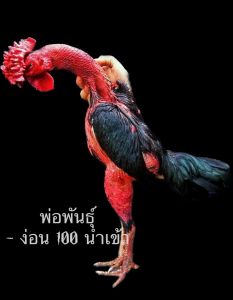 ไข่เชื้อไก่ชน ลูกดำเจาะเกราะ ชุด 2 ฟองรับประกันเชื้อ ส่งด่วนทั่วประเทศ
