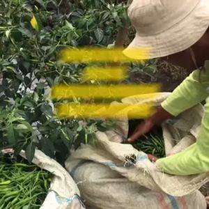 Benih Cabe Cabai Rawit PELITA F1 Isi 50 Butir Cap Panah Merah