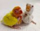 Kaibon Poultry Supplies