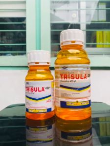 Insektisida Sistemik TRISULA 450sl pengendali thrips dr cap kapal terbang