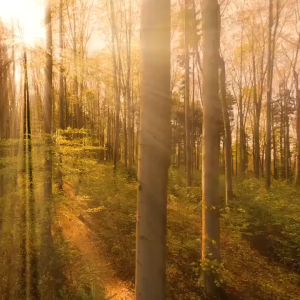 Lucas Papaw Ointment 25gr Salep Lip Balm Pelembab Bibir