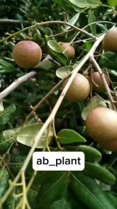 Bibit Kelengkeng Pingpong Okulasi Super Unggul