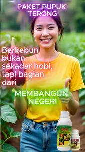 Pupuk Terong Agar Berbuah Lebat | Paket POC + ZEPETE | Mengurangi Rontok & Memperkuat Akar