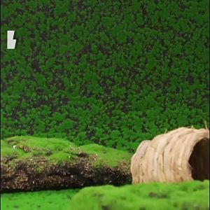 Quail Parrot Bird Nest Wholesale Grass Woven Nest Warm Egg Laying Hanging Nest Small Bird Nest