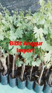 BIBIT ANGGUR IMPORT HOPE & HELIODOR ASLI