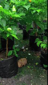 Polybag Tanaman Polibag Plastik Tebal Kecil Sedang 10x15 15x15 18x18 20x20 25x25 Berkualitas