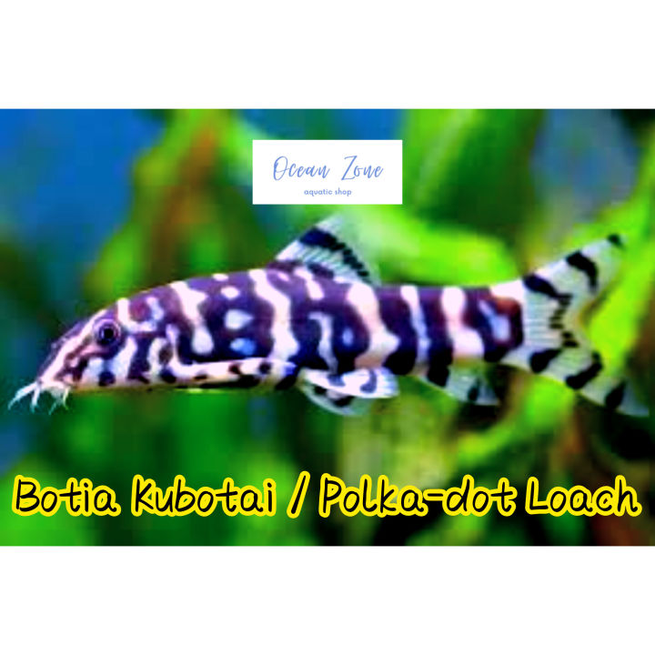 【Ocean Zone】Botia Kubotai / Polka-Dot Loach 2pcs / 5pcs (Live Fish with DOA)